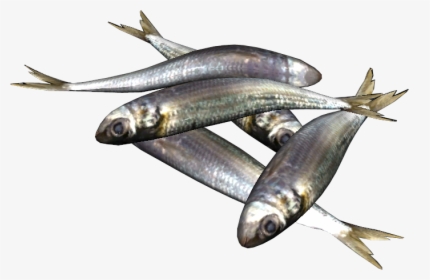 Sardines - Png Sardine Fish, Transparent Png, Free Download