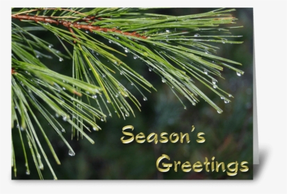 Evergreen, Dew Drops, Season"s Greetings Greeting Card - Pond Pine, HD Png Download, Free Download