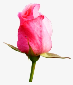 0 Kb, V - Rose Bud Flower Png, Transparent Png, Free Download