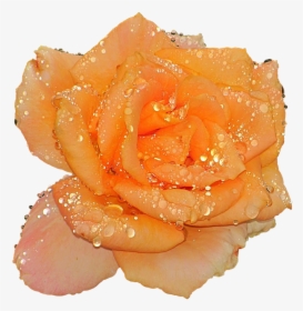 Roses With Water Drops Png, Transparent Png, Free Download