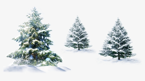 Polar Bear Christmas Tree Christmas Tree - Pine Tree Snow Png, Transparent Png, Free Download