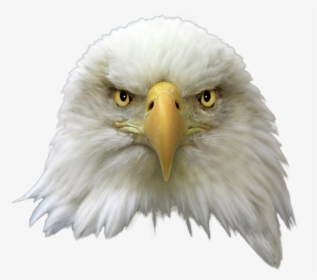 Transparent Eagle - Bald Eagle Head Png, Png Download, Free Download