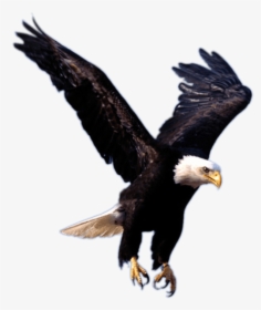 Transparent Background Eagle Logo, HD Png Download, Free Download