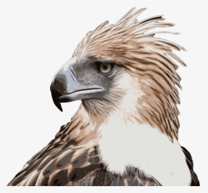 Transparent Philippine Eagle Clipart - Philippine Eagle High Resolution, HD Png Download, Free Download