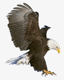 Eagle Png Image, Free Download - Eagle Png, Transparent Png, Free Download