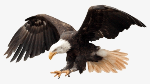 Bald Eagle Transparent Background, HD Png Download, Free Download