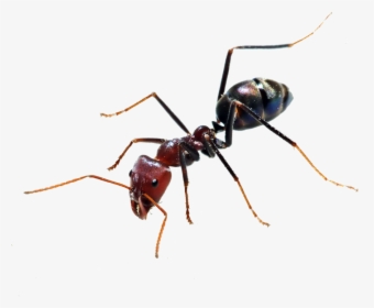 Transparent Background Ant Png, Png Download, Free Download