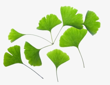 Ginkgo Biloba Extract Png, Transparent Png, Free Download