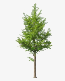 Tree Front View Png, Transparent Png, Free Download