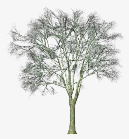 3d Trees - Ginkgo Biloba - Acca Software - Pond Pine, HD Png Download, Free Download