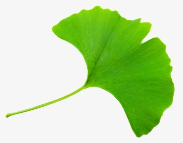 Transparent Ginkgo Leaf Clipart - Folha Do Ginkgo, HD Png Download, Free Download