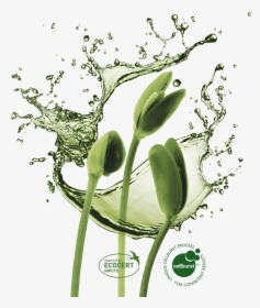 Plant Growth In Harmony With Nature - Water Splash, HD Png Download, Free Download