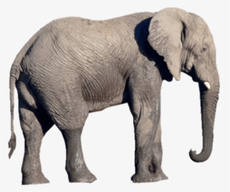 Elephant Png, Transparent Png, Free Download