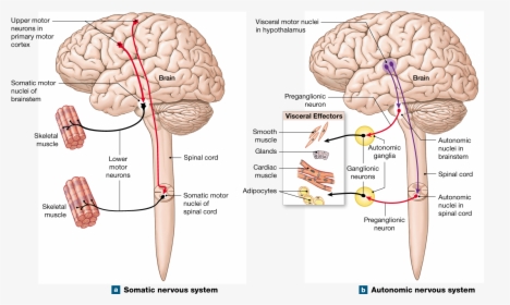 Identify The Components Of The Autonomic Nervous System, HD Png Download, Free Download