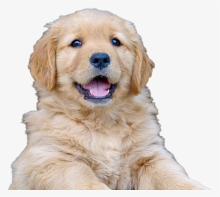 Golden Retriever Puppy Png File - Golden Retriever, Transparent Png, Free Download