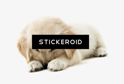 Golden Retriever Puppy Animals Dog - Golden Retriever Puppy, HD Png Download, Free Download