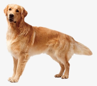 Golden Retriever Dog Png Free Download - Golden Retriever Transparent Background, Png Download, Free Download