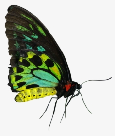 Green Yellow Butterfly, HD Png Download, Free Download