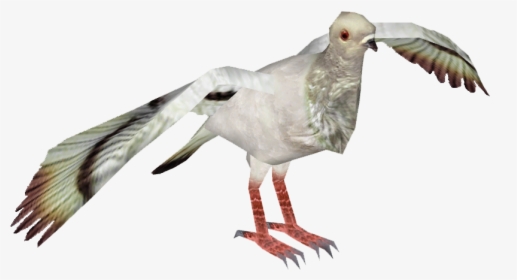 Laughing Gull, HD Png Download, Free Download