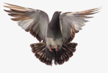 Pigeon Flying, HD Png Download, Free Download