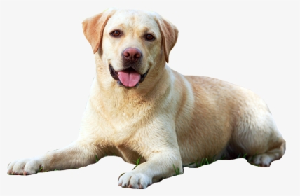 Transparent Dog Owner Png, Png Download, Free Download