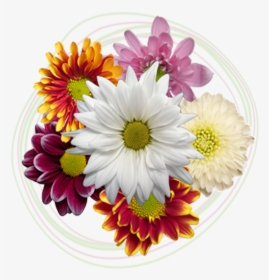 Click To Enlarge Image Poms - Daisy, HD Png Download, Free Download