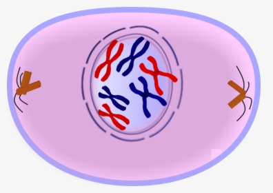 Cell In Prophase, HD Png Download, Free Download