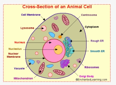 Parts Of A Animal Cell, HD Png Download, Free Download
