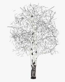 Leafless Birch - Birch Clipart Black And White, HD Png Download, Free Download
