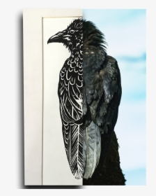 Ravensplice - Phasianidae, HD Png Download, Free Download