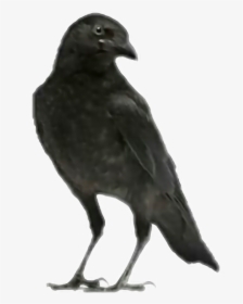 #bird #raven #crow #spooky #halloween #edgarallenpoe - Crows, HD Png Download, Free Download