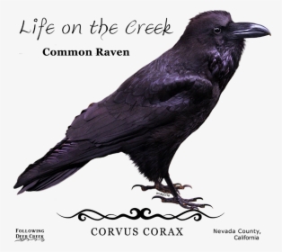 Raven, HD Png Download, Free Download
