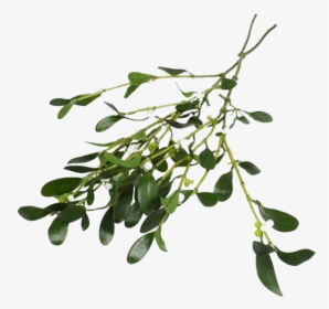 Real Mistletoe Png - Difference Holly And Mistletoe, Transparent Png, Free Download