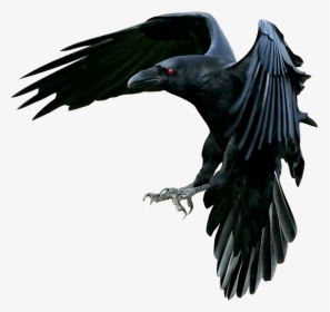 Evil Crow Png - Raven, Transparent Png, Free Download