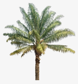 Palm & Coconut Trees Texture - Oil Palm Tree Png, Transparent Png, Free Download