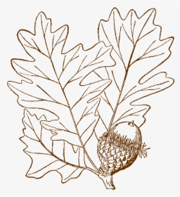 Bur Oak Logo - Bur Oak Acorn Drawing, HD Png Download, Free Download
