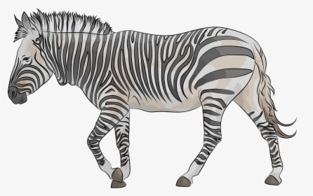 Quagga, HD Png Download, Free Download