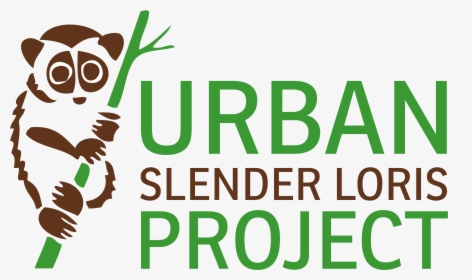 Urban Slender Loris Project, HD Png Download, Free Download