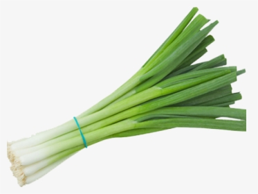 Onion Clipart File - Transparent Green Onion Png, Png Download, Free Download