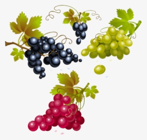 Grape , Png Download - Red Grapes Clipart, Transparent Png, Free Download