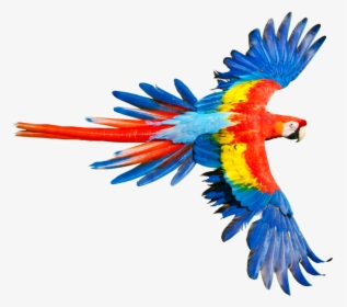 Rainforest Clipart Macaw - Parrot With Wings Open, HD Png Download, Free Download