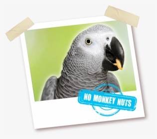 African Grey Gourmet - Parrot, HD Png Download, Free Download