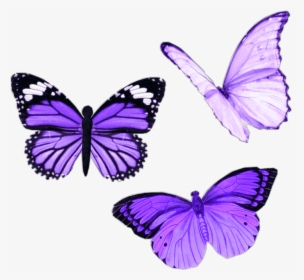 #png #purple #butterfly #aesthetic #moodboard #niche - Pink Butterfly Aesthetic, Transparent Png, Free Download