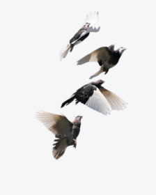 Flying Birds 9 - Pigeon Flock, HD Png Download, Free Download