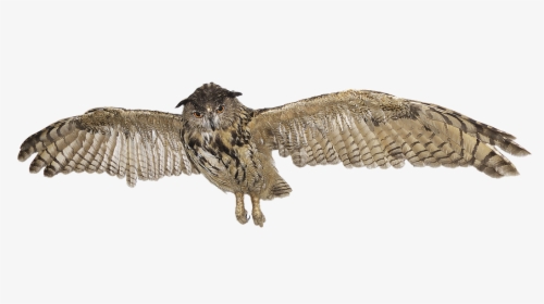 Transparent Great Horned Owl Png, Png Download, Free Download