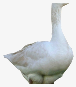 3d White Goose Png Image Hd Wallpapers Download For - Goose, Transparent Png, Free Download
