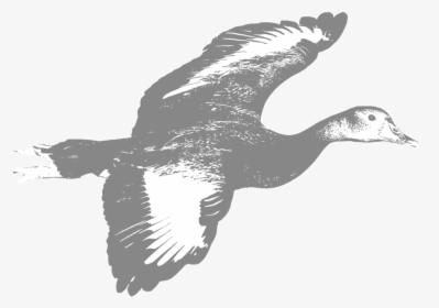 Whistling-duck - Whistling Ducks, HD Png Download, Free Download