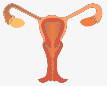 Thumb Image - Female Reproductive System Anterior, HD Png Download, Free Download