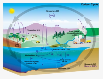 Carbon Cycle - Deposition Carbon Cycle, HD Png Download, Free Download