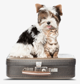 Dog Cat"  Class="service Image - Yorkshire Terrier Biewer, HD Png Download, Free Download